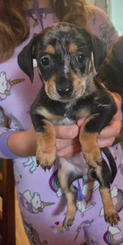 Chiweenie Puppies! Daschund x Chihuahua, View more