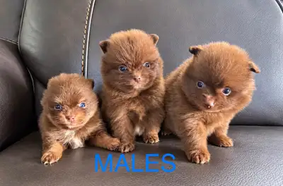 Pomeranian puppies, View more
