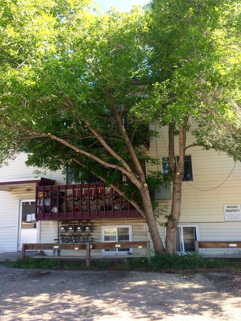 Tree Pruning And Hedge Trimming Service Lawn, Tree Maintenance