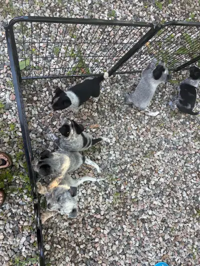 blue heeler puppies, View more