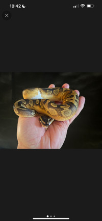 Enchi pied poss granite male hatchling ball python 