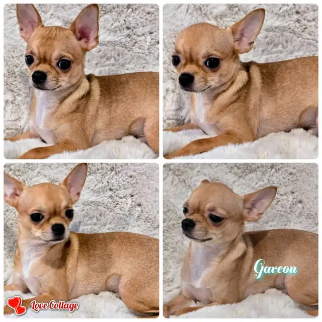 CHIHUAHUA MALE/2FEMELLE DÉNIERE PORTÉ D QUALITÉ/2 FRENCHTON MALE in Dogs & Puppies for Rehoming in City of Montréal - Image 3