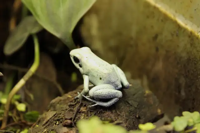 Phyllobates Terrabilis ‘Mint’ Sub Adult in Reptiles & Amphibians for Rehoming in Ottawa - Image 2
