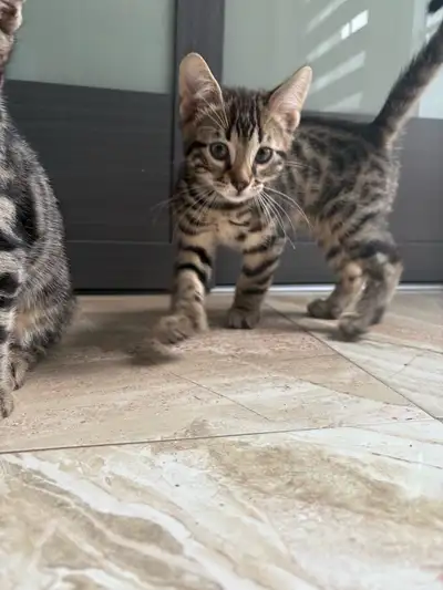 Mixed Bengal , View more