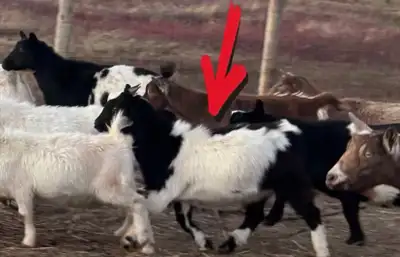 Nigerian dwarf wether, View more