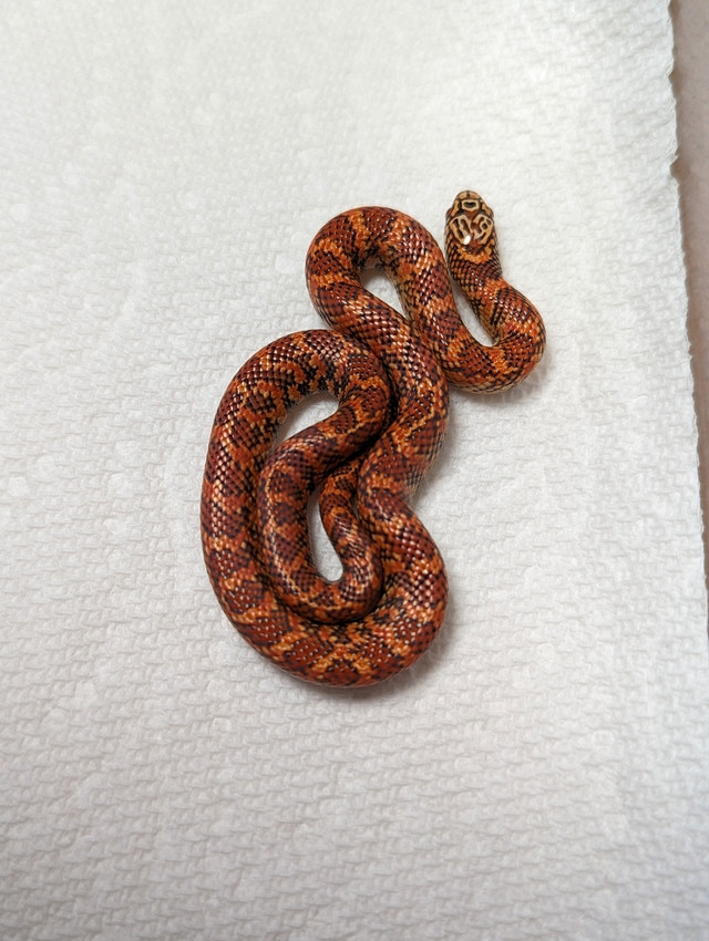Brooks Hypo Flame Kingsnakes in Reptiles & Amphibians for Rehoming in Comox / Courtenay / Cumberland - Image 3