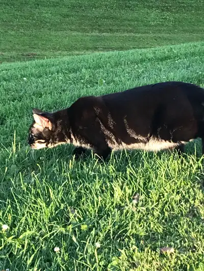 Black and gray cat male missing since August 22