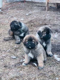 Caucasian Ovcharka/Shepherd puppies