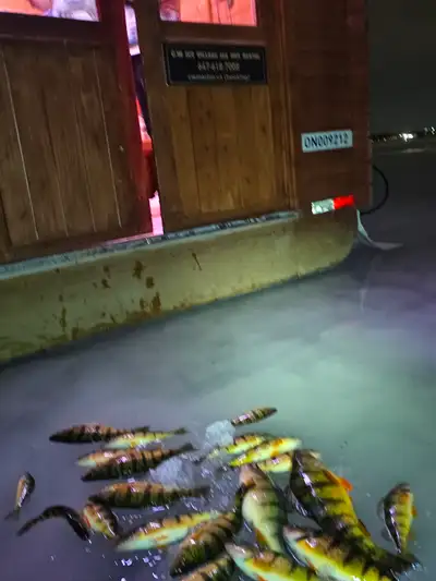 Private Heated Ice Fishing Huts on Lake Simcoe, View more