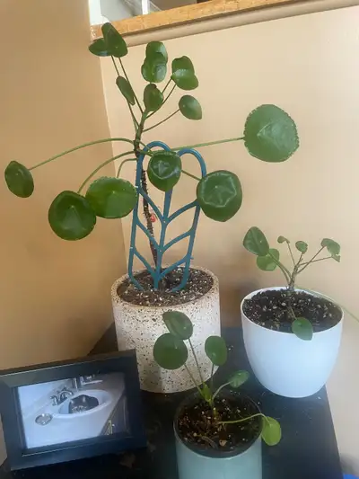 Chinese Money Plants (AKA pilea pancake), View more