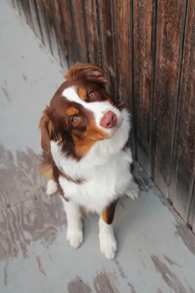 Australian Shepherd Puppy (READY NOW), View more