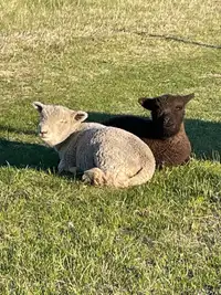 Babydoll Lambs 