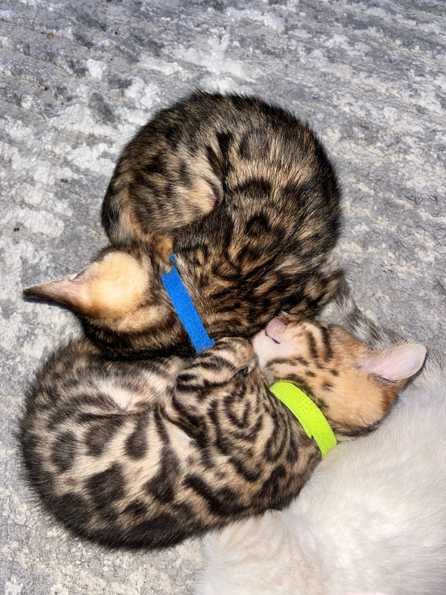Purebred Bengal Kittens in Cats & Kittens for Rehoming in Belleville