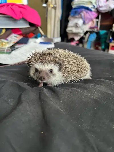 young male pygmy hedgehog, View more