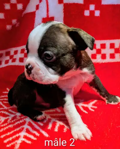 Magnifiques Boston Terrier, View more