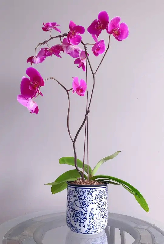 Blooming orchid plant for $20 (Ceramic pot doesn't includ) for sale  