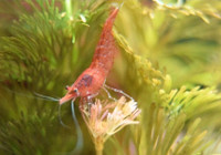 Low grade Red Cherry shrimp / Crevette cherry shrimp Neocaridona