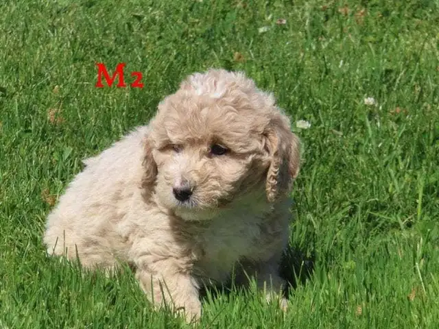 F1B Mini Bernadoodle puppies in Dogs & Puppies for Rehoming in Oakville / Halton Region - Image 7