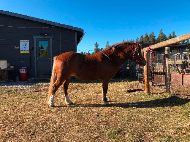 Reg. Section A Welsh Pony Mare in Horses & Ponies for Rehoming in Williams Lake - Image 4