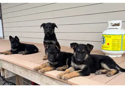 4 German Shepherd pups for sale , 3 black and tan females and an all black male . They have been rai...