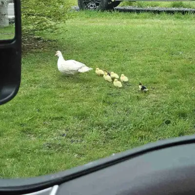 Muscovy ducklings , View more