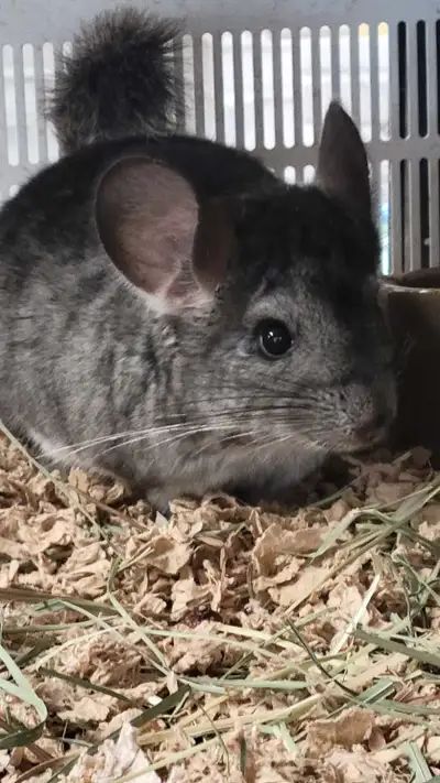baby chinchillas, View more
