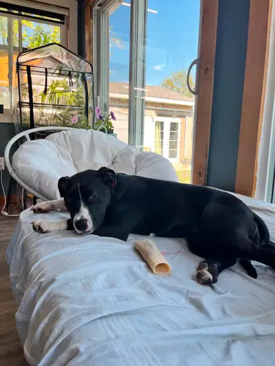 This is Zeira. She is a 6month old mix breed. We have been fostering her for just over a month and u...