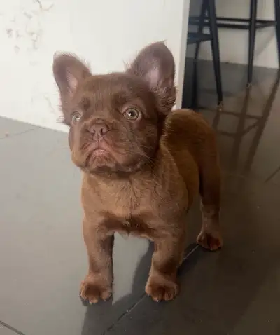bouledogue français / french bulldog, View more