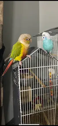 Pineapple parrot budgie and cage