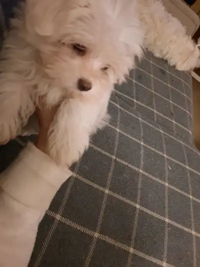 MALTESE MALE  1  & 1/2  YEARS OLD, View more