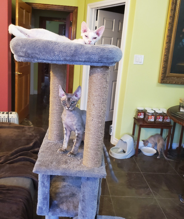 PUREBRED Devon Rex unusually docile and affectionate Cats & Kittens
