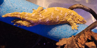 Nuu Ana x Nuu Ami Leachianus Gecko