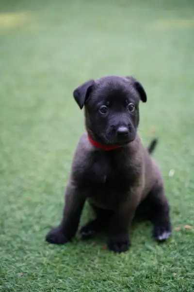 Belgian Malinois Puppies, View more