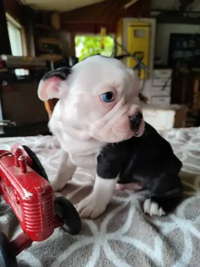 Magnifique chiots Boston Terrier . Trois beaux Boston terrier pure race une femelle et deux mâles él...