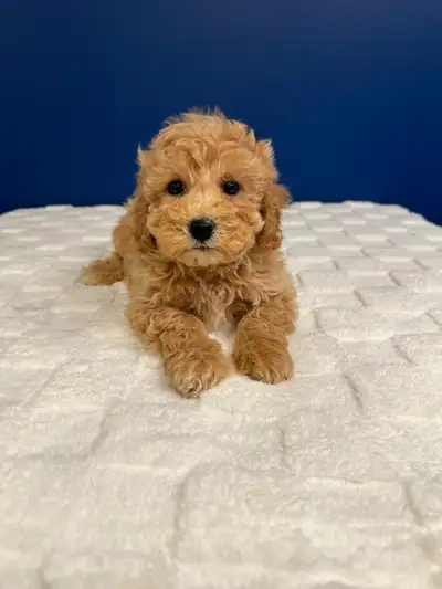 Bichon Poo Puppies!!! (Bichon Frise/Toy Poodle), View more