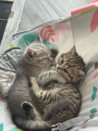 British X Scottish fold Kittens, View more