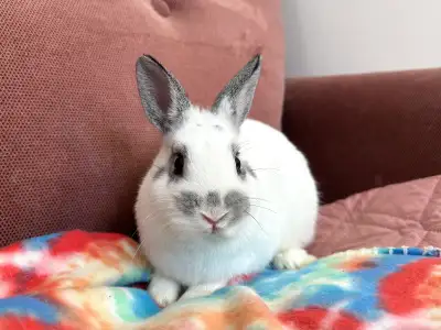 Netherland dwarf seeking her forever home! She was born December 5th, 2025 (~3 months old). She is n...