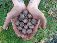 heart nut tree seedlings