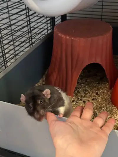 Solo male pet rat needs loving home asap, View more