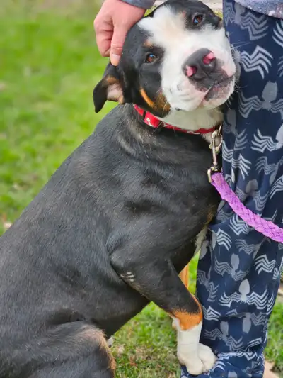 Beautiful friendly sweet boy in need of a loving forever home. Great with children of all ages, and...