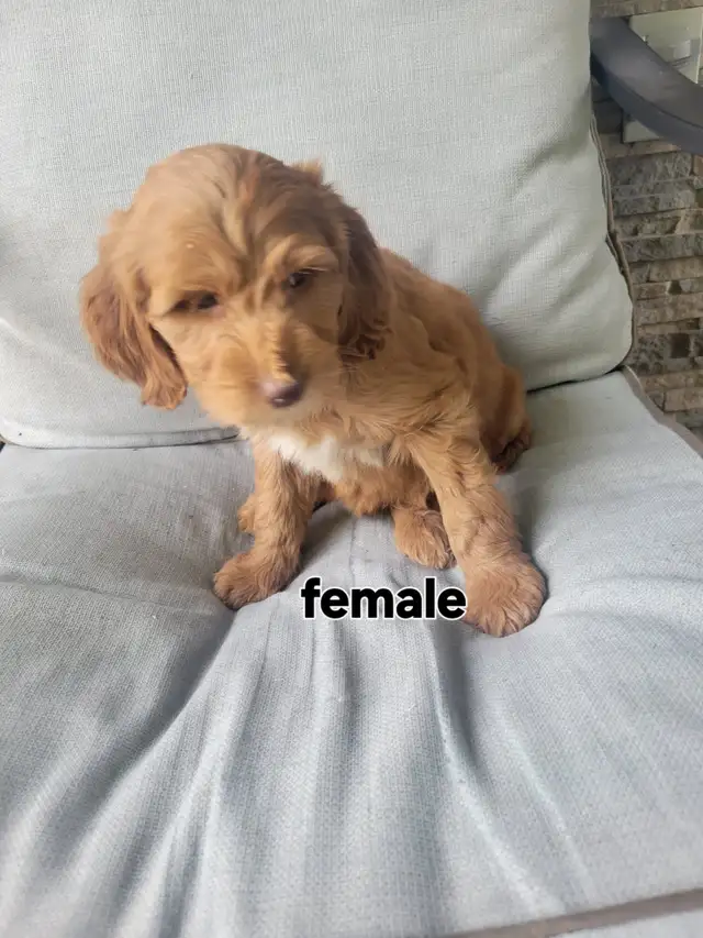 F1b Goldendoodle puppies in Dogs & Puppies for Rehoming in Stratford - Image 6
