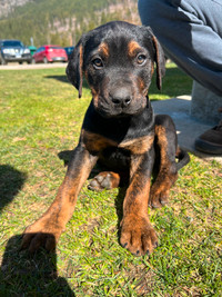 Catahoula X Lab Puppies For Sale