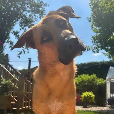  Beau chien mélangé Berger Allemand, View more