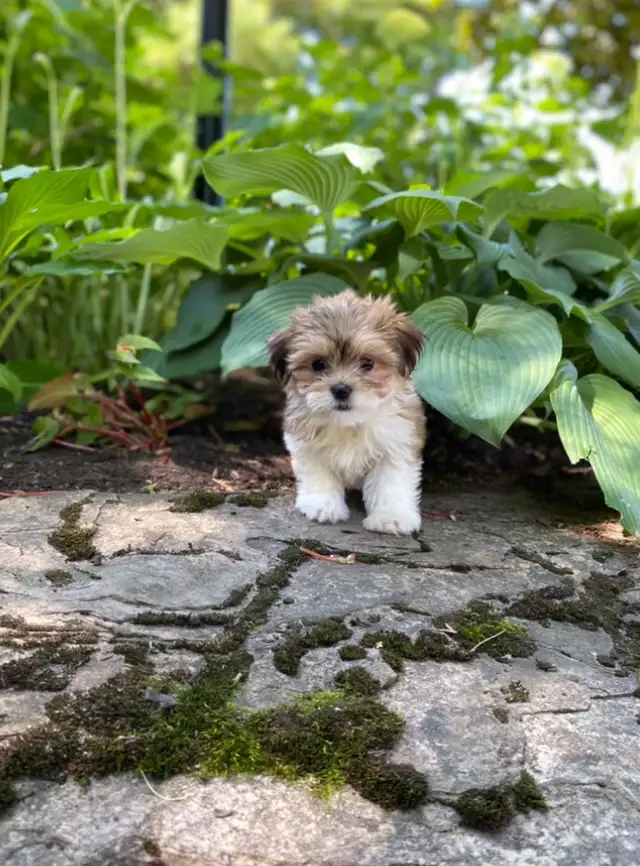 Snuggly Malshi puppies in Dogs & Puppies for Rehoming in Kitchener / Waterloo - Image 4