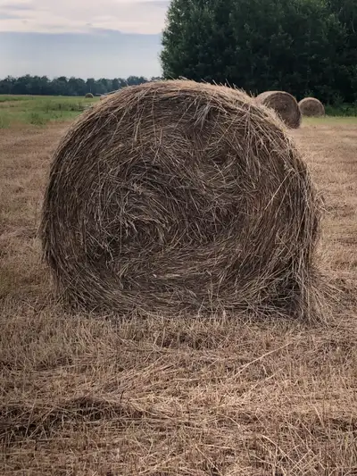 2025 hay for sale. 4x5 soft core. Mixed grass, can load , ideal for cattle and horses. Call or text...