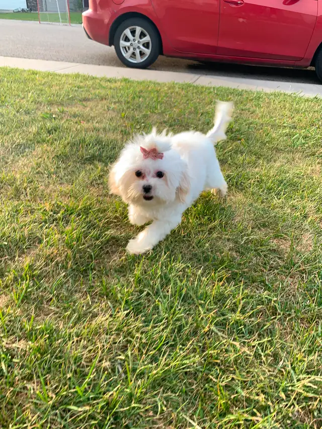 Maltipoo older pup in Dogs & Puppies for Rehoming in Edmonton - Image 11