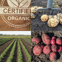 Organic Seed Potatoes 