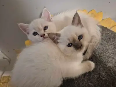 Ragdoll kittens!, View more