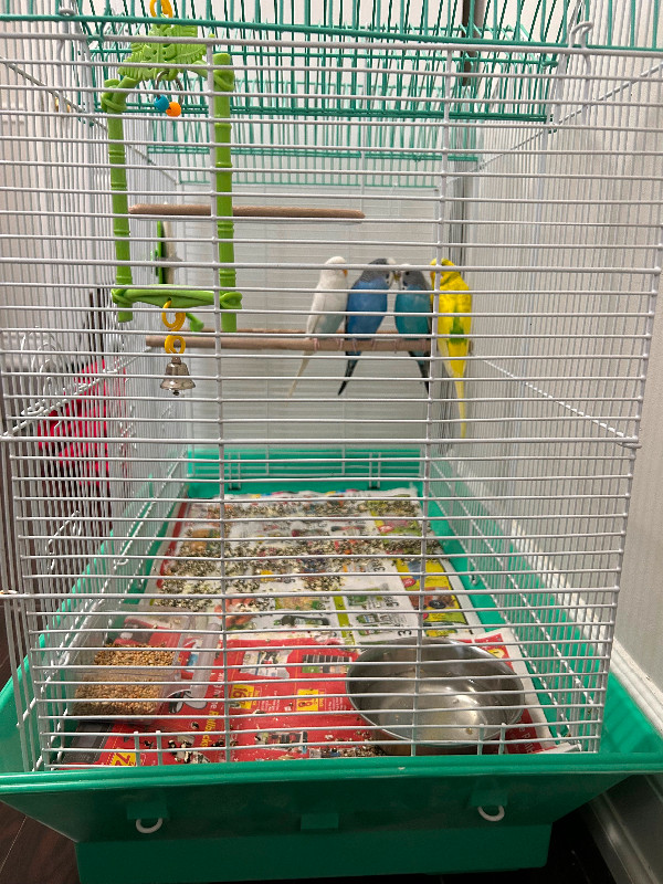 Budgies for sale in Birds for Rehoming in Mississauga / Peel Region - Image 2