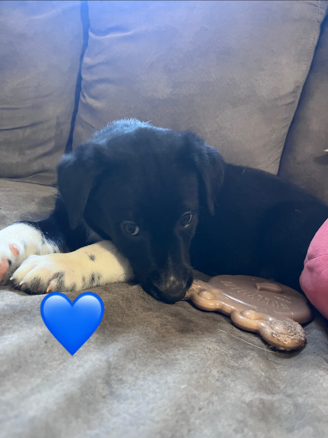 Available now! Border Collie x Lab/blue heeler puppies Dogs & Puppies for Rehoming Kawartha